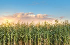 Gift of Grain Fund Receives First Donation and Awards Grant